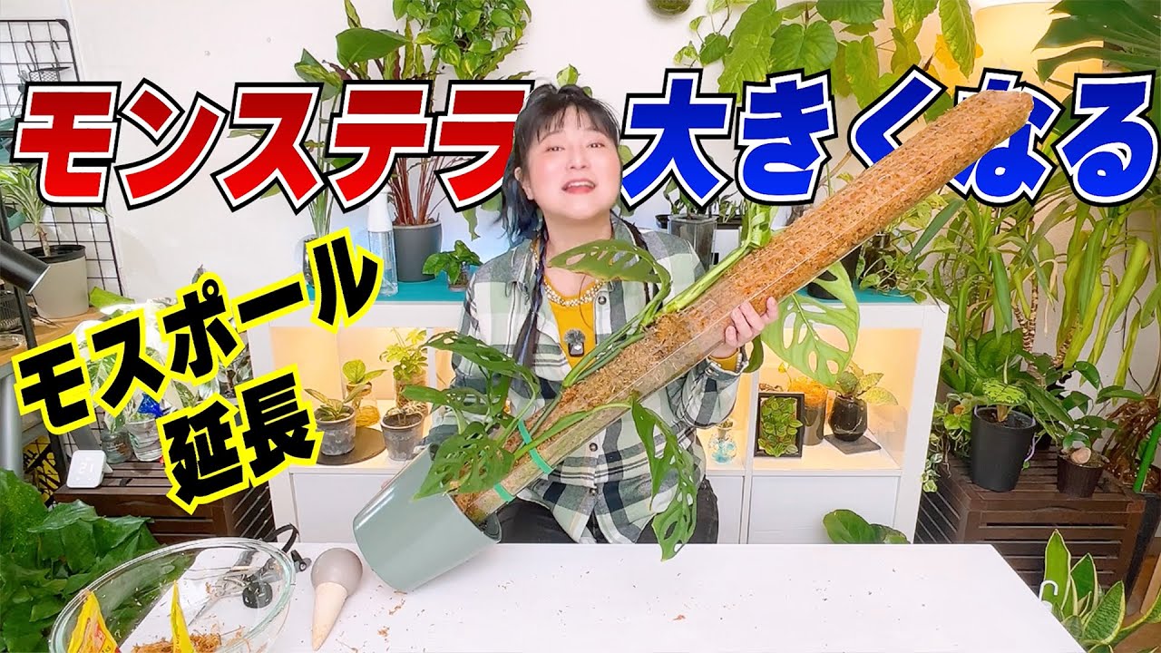 モンステラが大きくならないならモスポール一択！延長と育て方のコツ🌱エスケレート