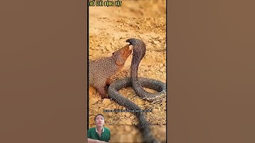 Cầy mangut đơn độc đối đầu với rắn hổ mang chúa. #shortvideo #shorts  #thegioidongvat.