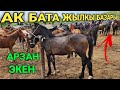 Ак бата жылкы базарын көрүнүздор.