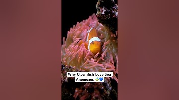Why Clownfish Love Sea Anemones 🐠💙