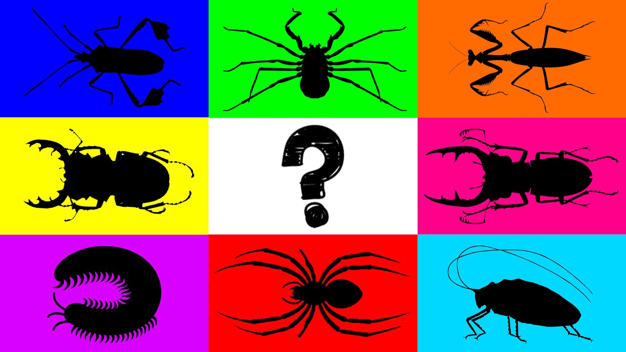 Насекомое: Многоножка, Скорпион-хлыст, Кузнечик, Жук-олень, Клоп-богомол, Богомол, Паук, Тарантул