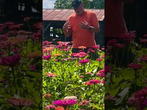 Video: Moeten Zinnia's worden uitgezet: hoe ondersteuning te bieden aan Zinnia-planten?