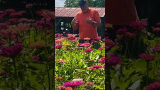 Grow Zinnias Theyre Good For The Soil