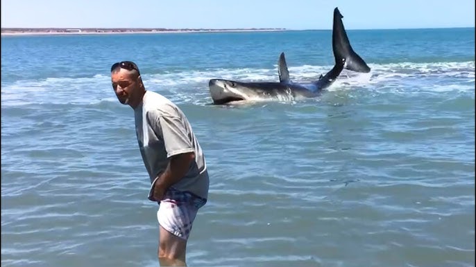 Arctic Surfer Escapes 2 Great White Sharks Attack - YouTube
