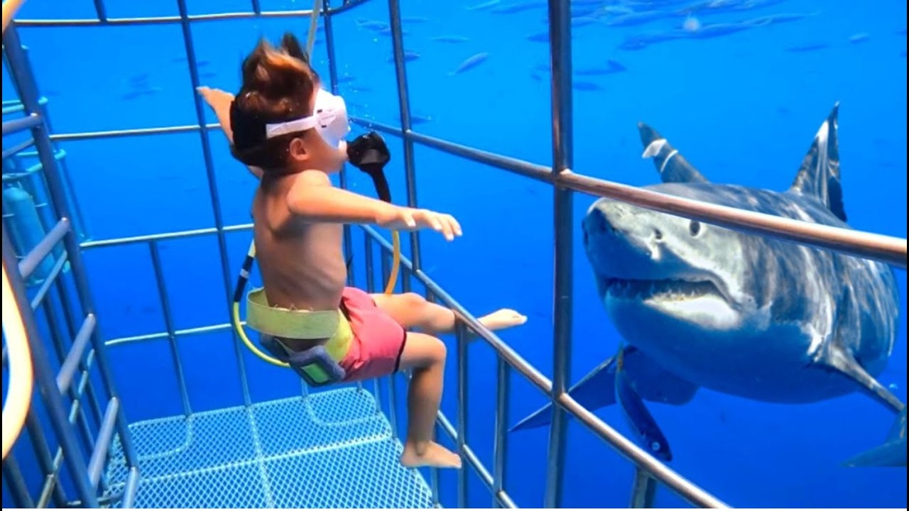 11 минут, которые изменят ваше представление о больших белых акулах