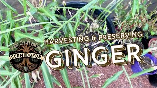 Harvesting and Preserving Ginger
