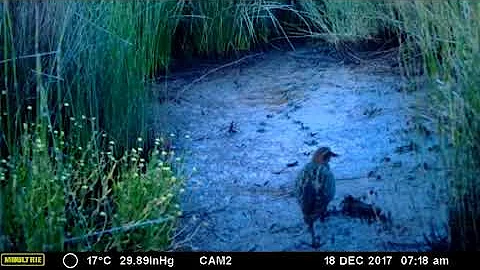 Banded Rail Parents with Chick