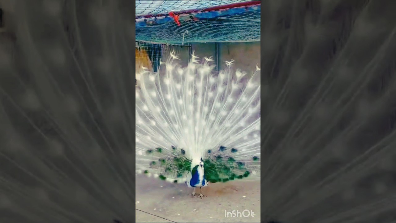 बारिश मे मोर का नाच 💃🦚