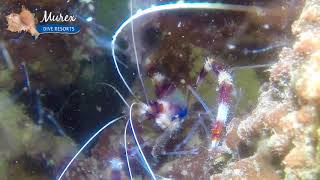 Banded Boxer Shrimp Stenopus Hispidus Catching Dinner