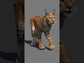 Animated Lynx Cat 3d Model - #shorts