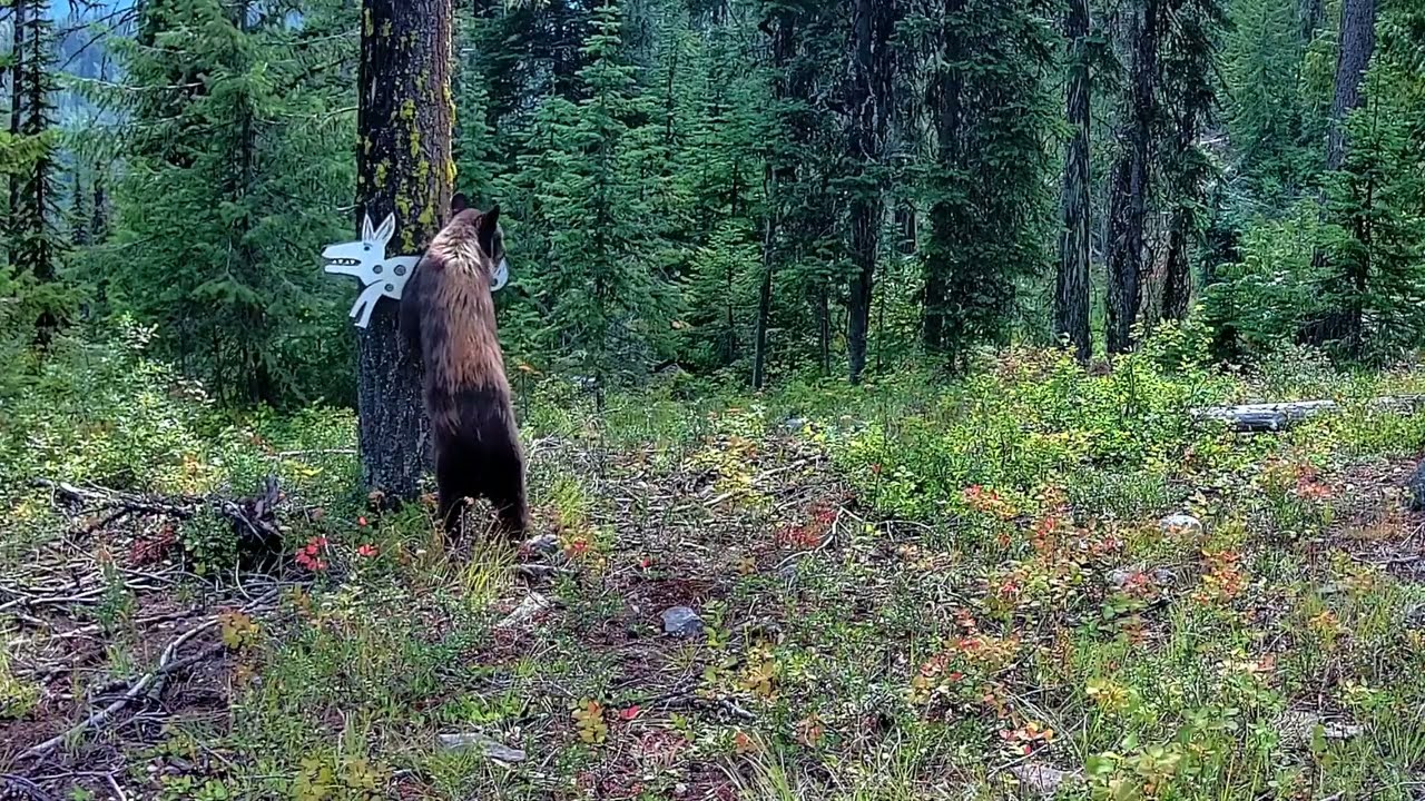 Bears love Cliff's wildlife folk art;)