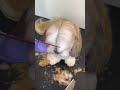 SHIHTZU BANG GROOMING #doggroomingtips #shihtzu #shihtzupuppies