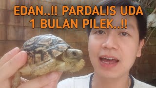 EDAN..!! PARDALIS GW UDA 1 BULAN PILEK..!!