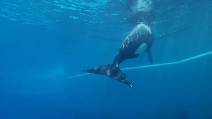 Kiska : The Loneliest Whale in the world