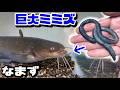山に棲む巨大ミミズをウナギやナマズに食べさせる。