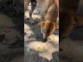My New Beach Friend 🇵🇭 Vlog 3 Clips #food #baragatansapalawan #travel #paradisephilippines #dog
