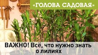 Голова садовая - ВАЖНО! Всё, что нужно знать о лилиях