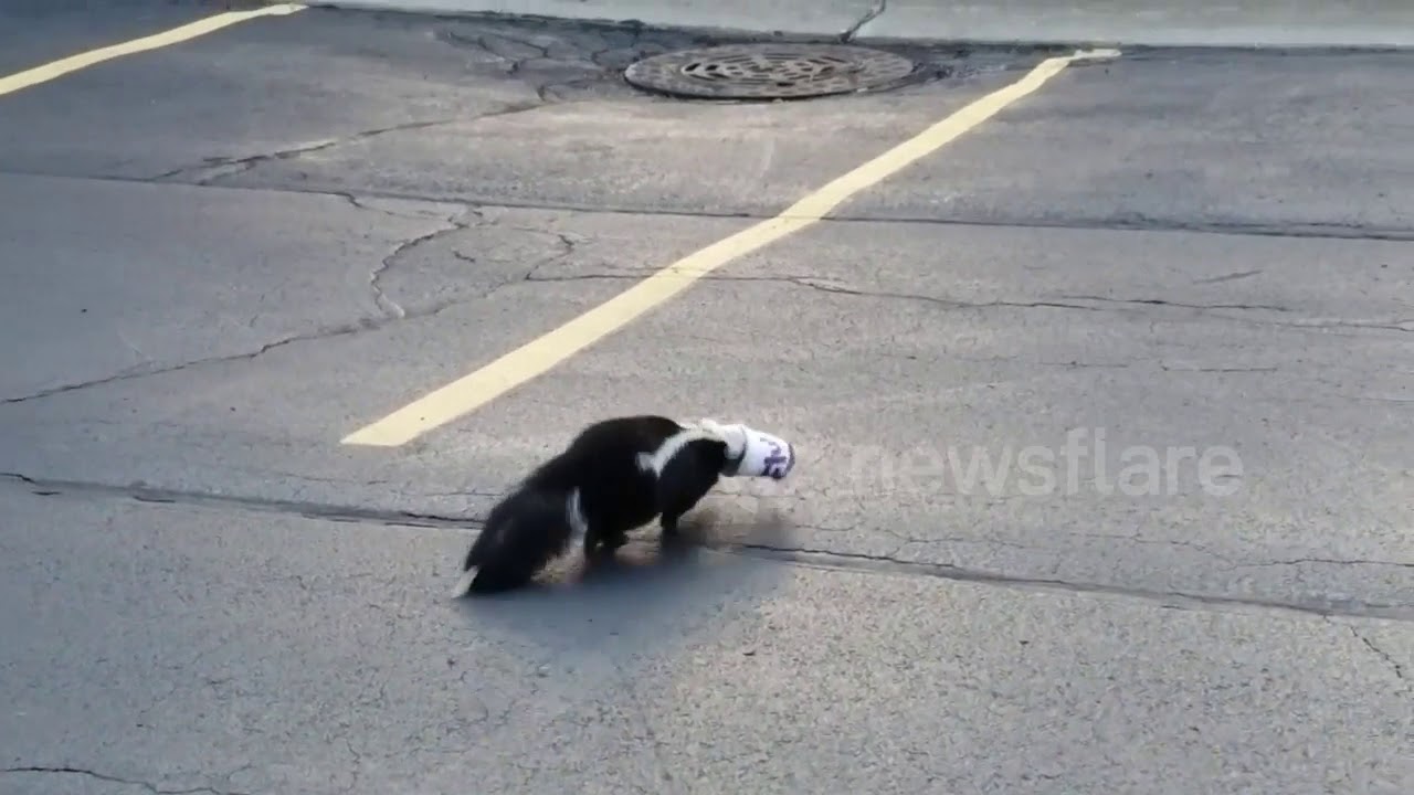 camera iphone 8 plus apk Skunk Gets Head Stuck in McFlurry Cup