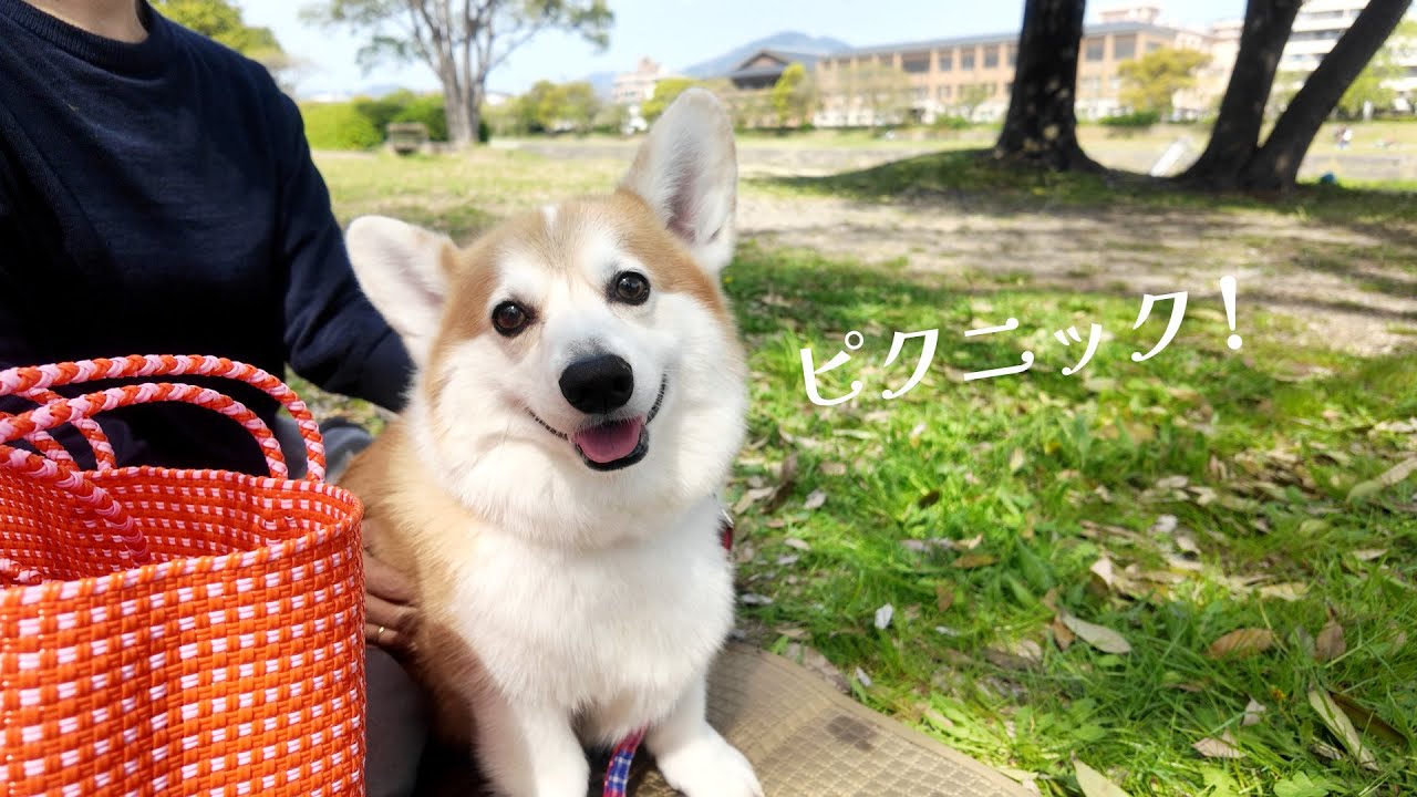 【犬と外遊び】京都・鴨川ピクニック／Cafe Planet