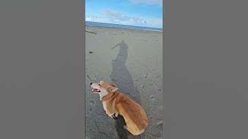 Cute Corgis Surprised With Beach Day!