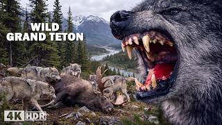 WILD GRAND TETON | Where Only the Strongest Survive | Nature Animal Documentary