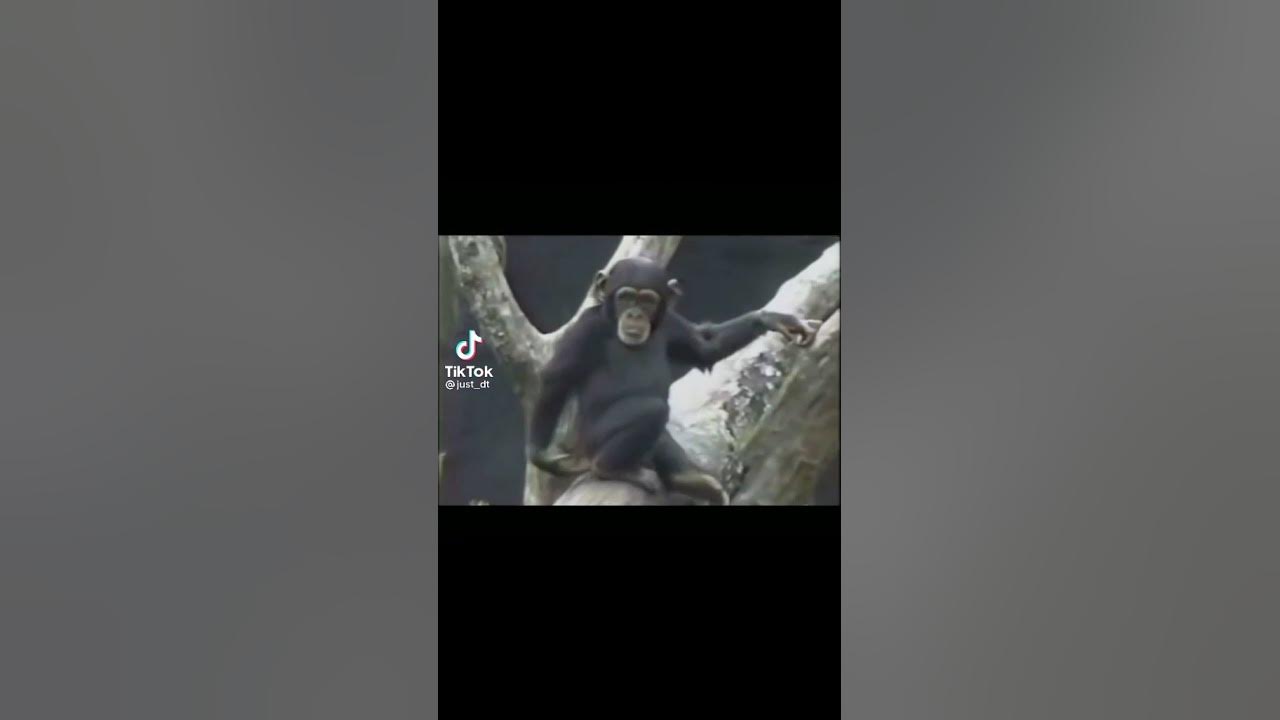 Chimpanzee smells his ass hole - YouTube