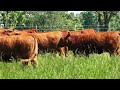 48 Head Balancer Heifers