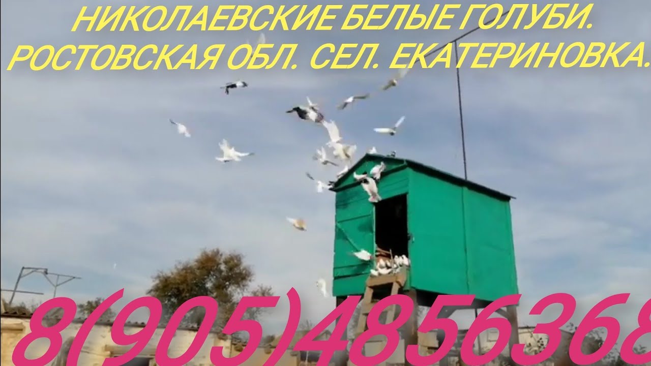 Песня сорвутся голуби бутырка. Песня сорвутся голуби бутырка