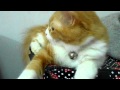 แกล้งน้องฟู