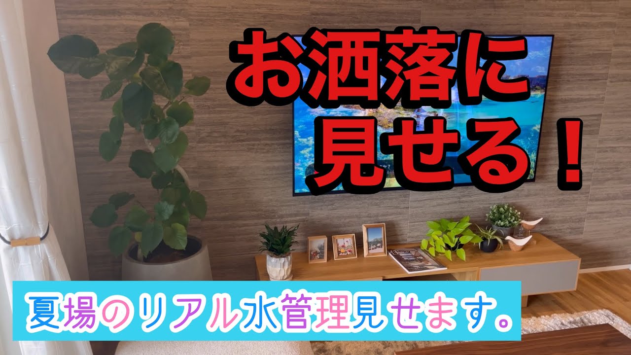 一つあるとお洒落に見える植物と夏場のリアル水管理見せます。