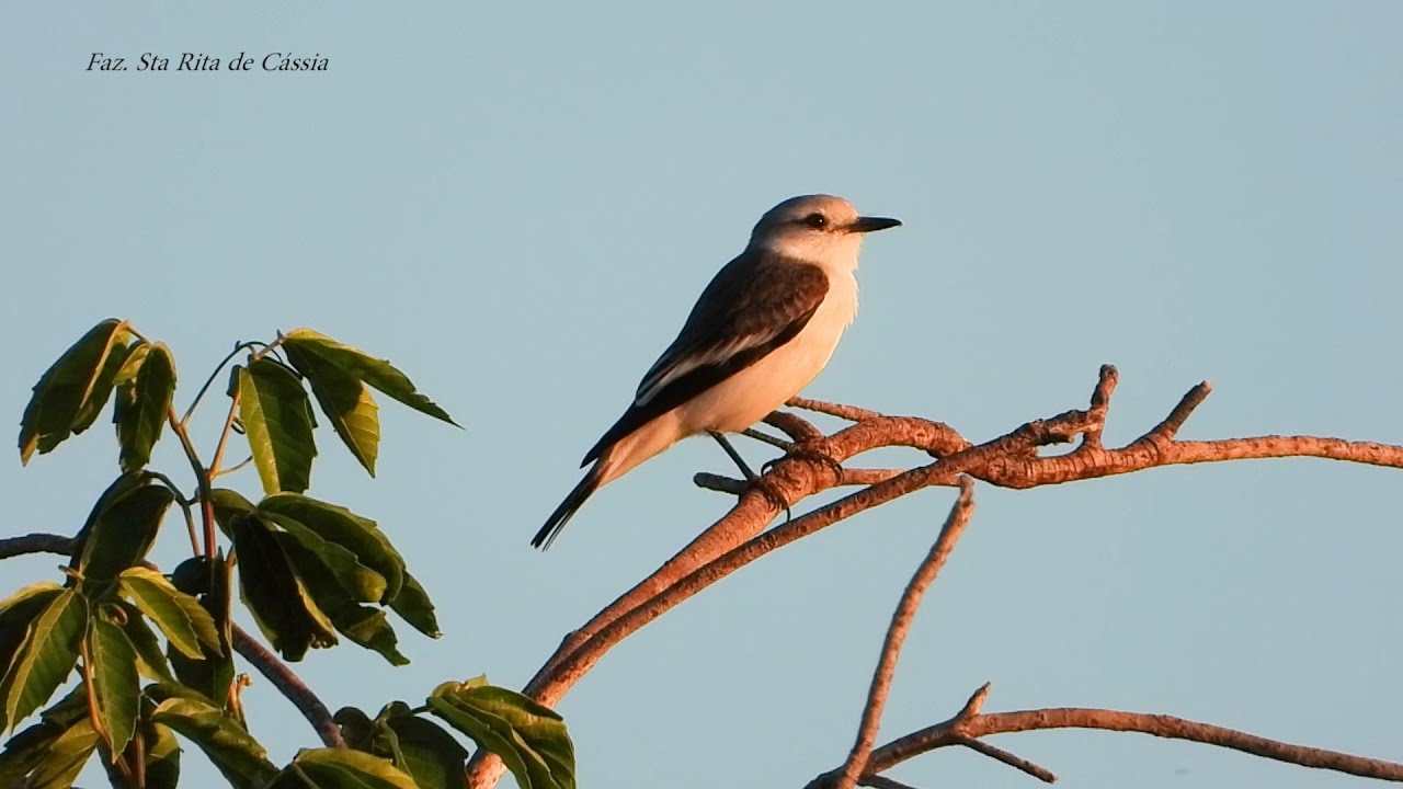 Noivinha-branca, Xolmis velatus, White-rumped Monjita, Pássaros