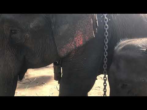 Elephant breastfeeding at Nu Pau elephant reserve Katha Burma Myanmar