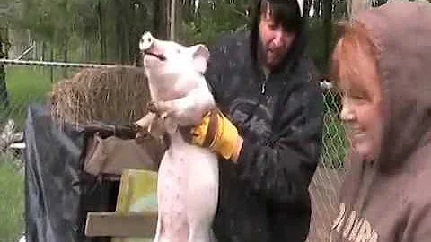 1 hour of Pig squealing