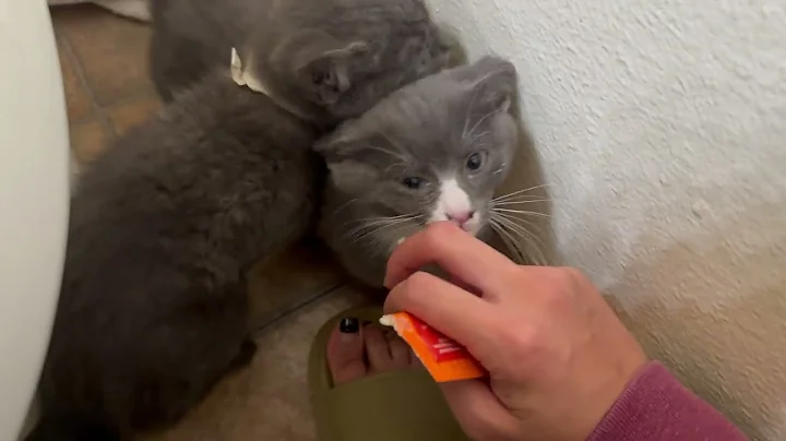 Watch the video about Baby Cats Joins Smoochie Family | Animal Vlog 4K