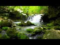 Waterfall and fresh green forest in Japan. Flowing Water, Waterfall and River Sounds for Sleeping.