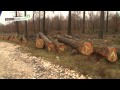 Le cycle de vie du bois