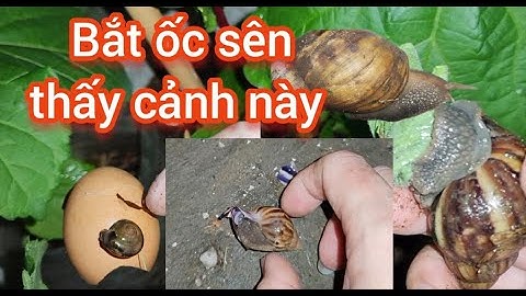 snail, cứu con ốc sên đáng thương, ốc ma cũng rất nhiều