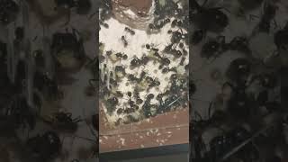 mi granja de hormigas #hormigas #hormigueros #messor #viral #animales #animalesfantasticos #insect