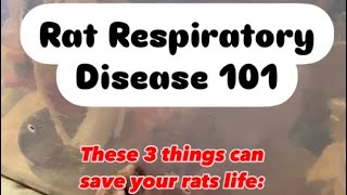 Save your rat with these 3 Respiratory Disease Tips!