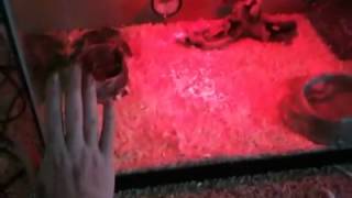 My ball pythons 40 gallon terrarium