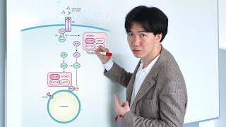Free Signaling Pathway Illustrations | Scientific Illustration Tutorials
