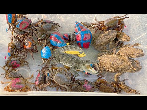 Video Kem Ốc Chanel ra đồng bắt con cua, con cóc, ốc sên,... - youtube