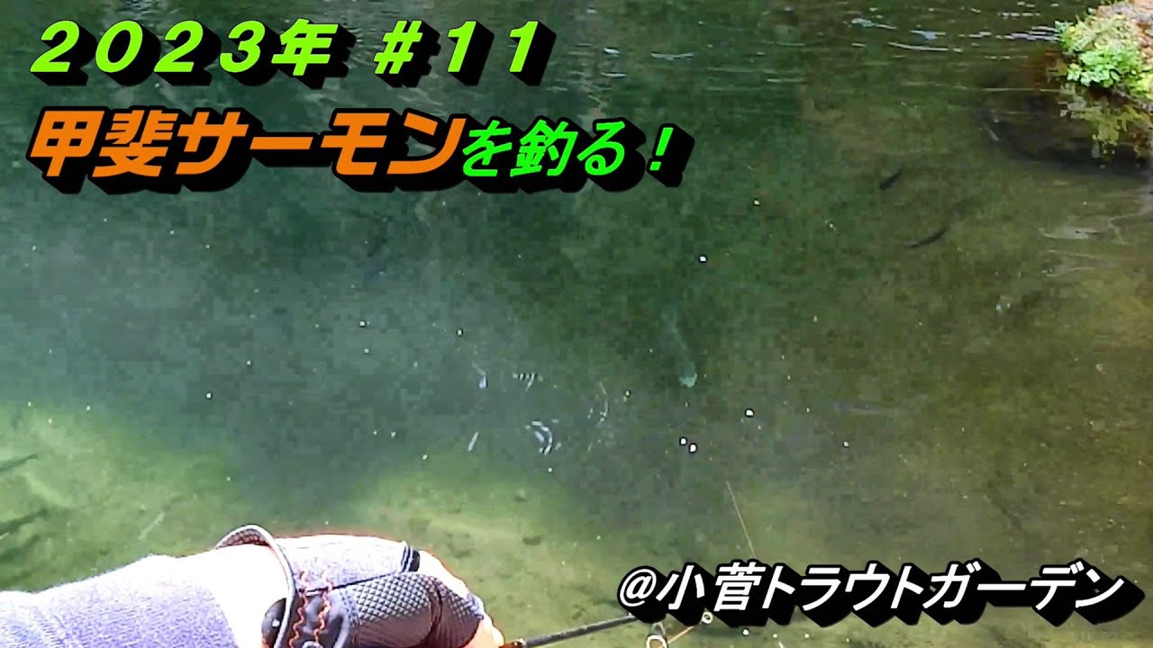 バイトシーン丸見え、甲斐サーモン＠小菅トラウトガーデン