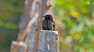 Fork tailed Drongo
