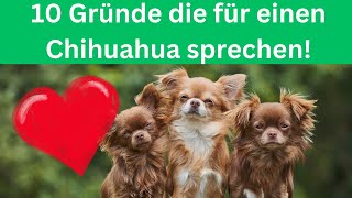 10 Gründe, warum wir Chihuahuas lieben! 🐶 by Hundefantastisch 448 views 11 months ago 3 minutes, 34 seconds