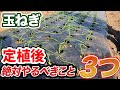 【玉ねぎ】定植後にやるべきこと３つ。育ててる人は必見です。