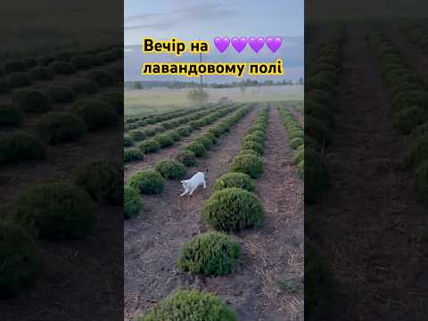 Лавандове полечко Шишка з нами Вечір в селі Туман Життя як воно є Київщина