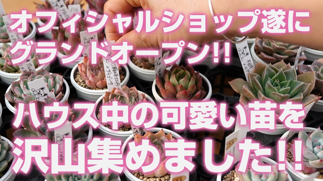 Succulent] The official shop finally opened! We have gathered many