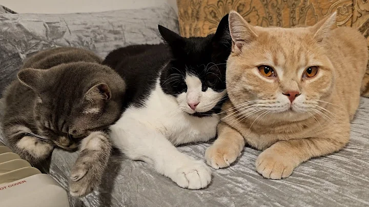 Video 4948961: grey british shorthair male, white domestic shorthair male, cat living