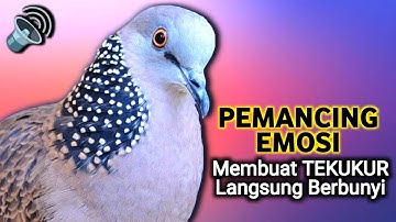 SUARA DERKUKU GACOR Khusus Untuk Pancingan Tekukur Agar Cepat Bunyi